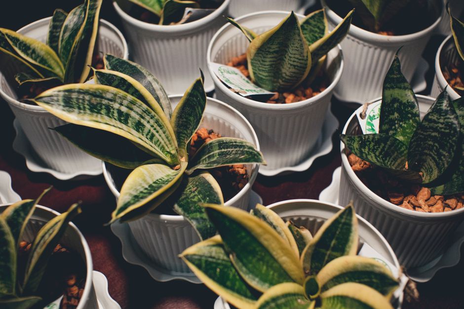 Plantes dépolluantes : ce qui est prouvé